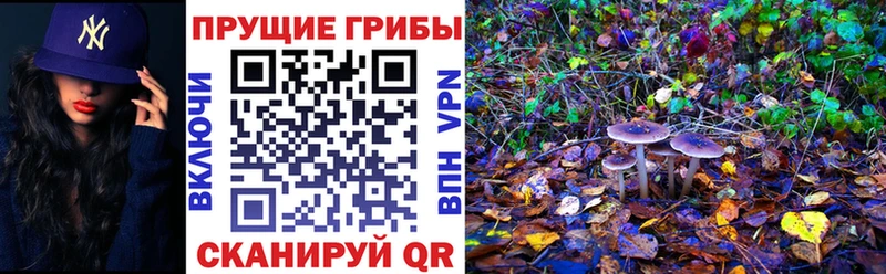 купить наркоту  Орск  MEGA   Псилоцибиновые грибы Psilocybine cubensis 